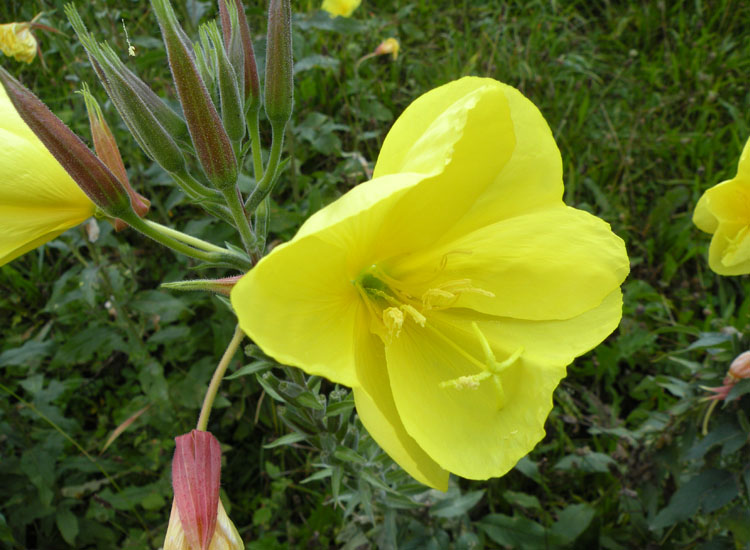 Oenothera glazioviana dal Trentino